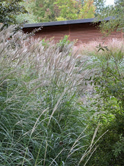 Chinaschilf - Miscanthus sinensis Kleine Silberspinne - Gräserwelten